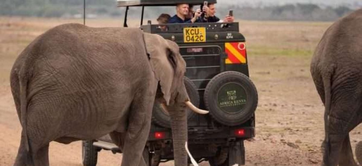 Elephants at Amboseli National Park Kenya Aether safari collection. Photo credits @renahartenberger on Instagram scaled