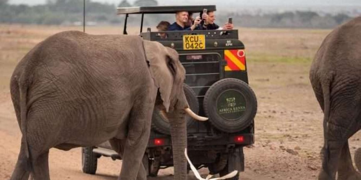 Elephants at Amboseli National Park Kenya Aether safari collection. Photo credits @renahartenberger on Instagram scaled
