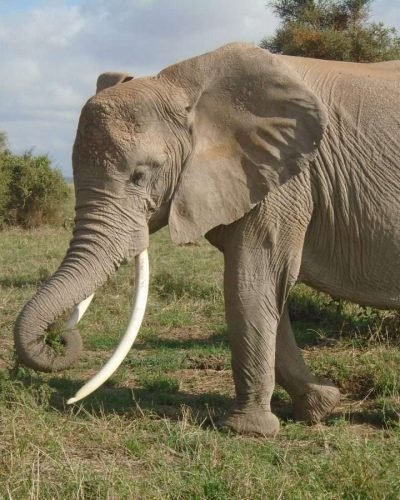 Elephants at Amboseli National Park Kenya Natural World Kenya Safaris scaled