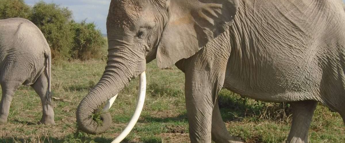 Elephants at Amboseli National Park Kenya Natural World Kenya Safaris scaled