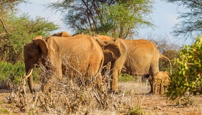 Elephants at Tsavo East National Park Kenya scaled
