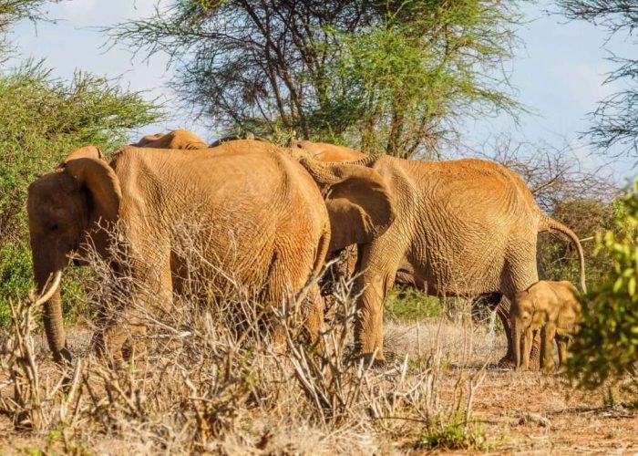 Elephants at Tsavo East National Park Kenya scaled Elephants at Tsavo East National Park Kenya scaled
