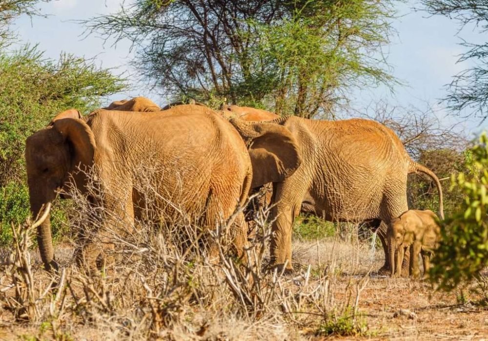 Elephants at Tsavo East National Park Kenya scaled