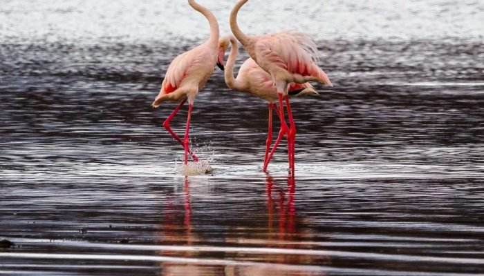 Flamingos at Lake Nakuru National Park in Kenya – Aether safari collection Flamingos at Lake Nakuru National Park in Kenya - Aether safari collection