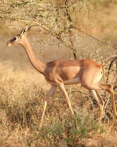 Gerenuk Samburu National Reserve Kenya