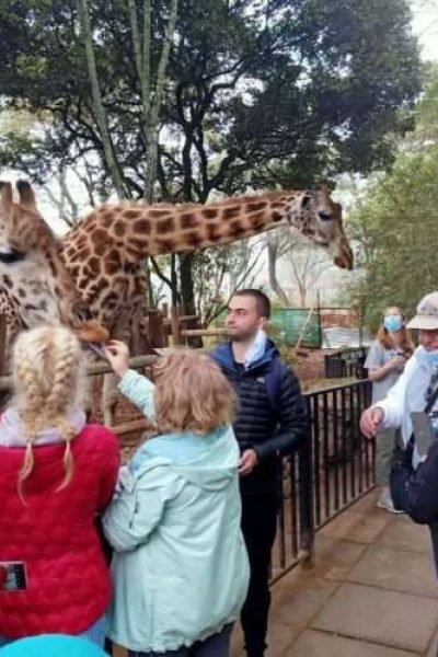 Giraffe Centre Nairobi Things to do in Nairobi Kenya 5 scaled