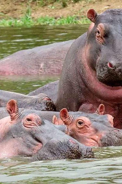 Hippos at Nairobi National Park