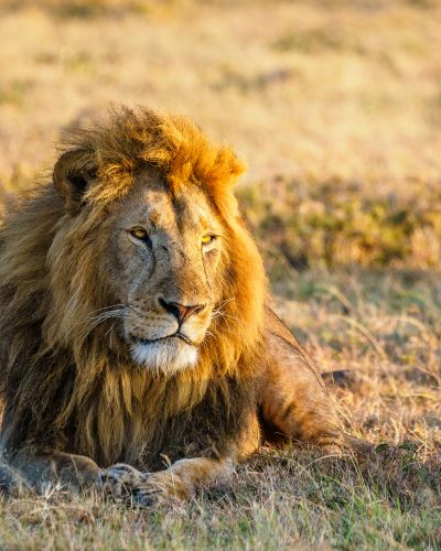 Male lion lying in grass in golden light