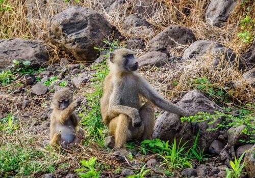 Lake Manyara National Park Tanzania Book best Kenya safaris Tanzania safaris and Africa safari holidays with Aether safari collection 15 scaled