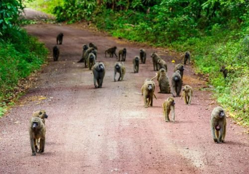 Lake Manyara National Park Tanzania Book best Kenya safaris Tanzania safaris and Africa safari holidays with Aether safari collection 26 scaled
