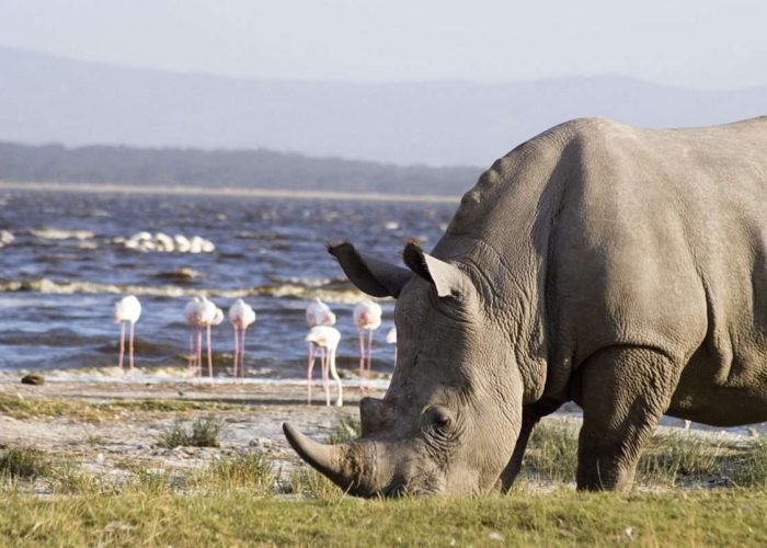 Lake Nakuru National Park 7 scaled Lake Nakuru National Park 7 scaled