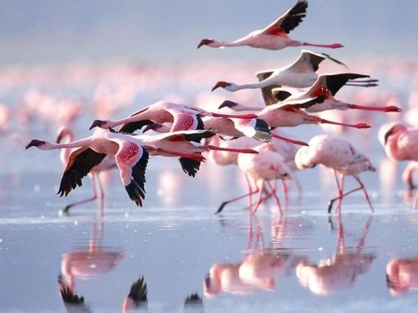 Lake Natron Flamingos