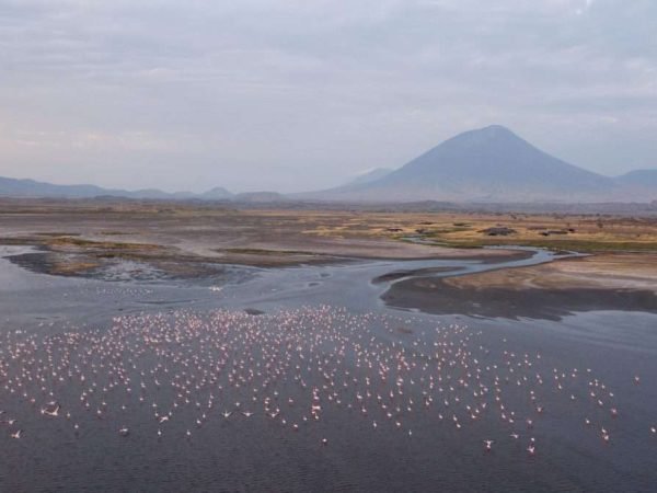 Lake Natron Tanzania flamingos Lake Natron Camp 11