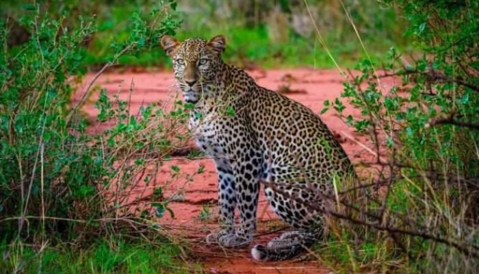 Leopard at Tsavo West National Park Kenya scaled Leopard at Tsavo West National Park Kenya scaled