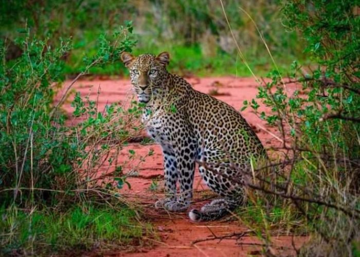 Leopard at Tsavo West National Park Kenya scaled Leopard at Tsavo West National Park Kenya scaled