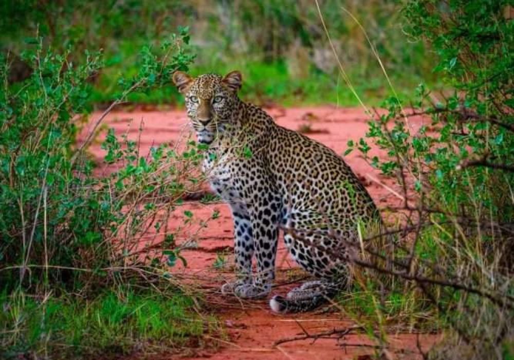 Leopard at Tsavo West National Park Kenya scaled