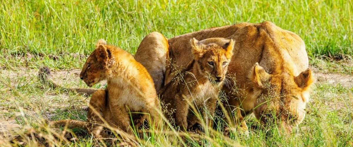 Lion Kenya safari tour packages by Aether safari collection 2 scaled