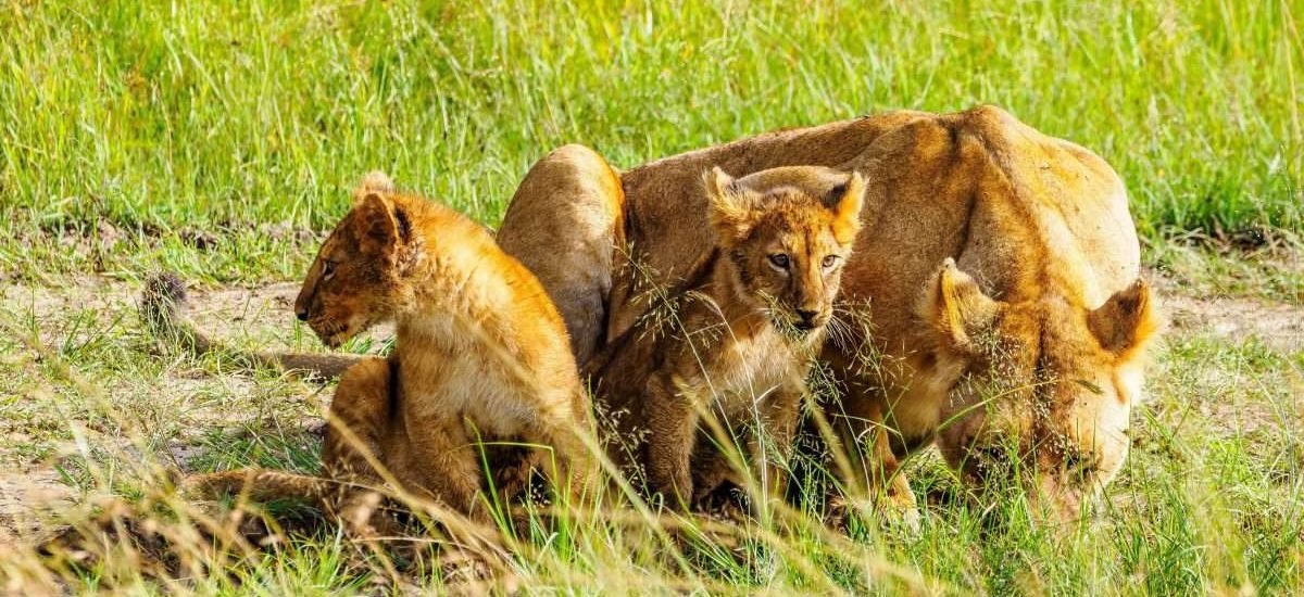 Lion Kenya safari tour packages by Aether safari collection 2 scaled