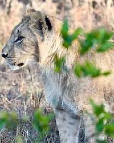 Lion at Masai Mara National Reserve Kenya 2