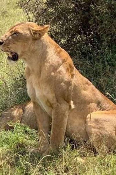 Lion at Nairobi National Park 1