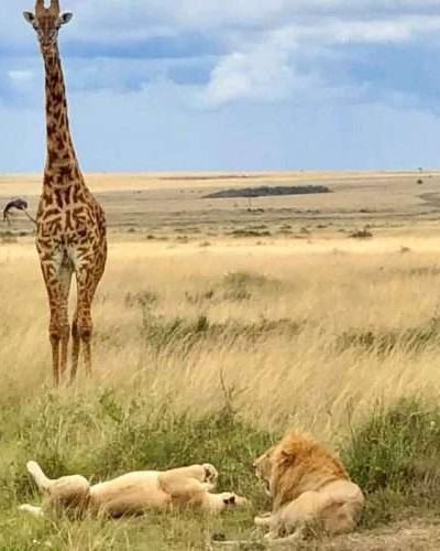 Lion giraffe Serengeti National Park Tanzania