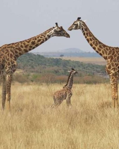 Masai Mara National Park Kenya safaris 2 scaled