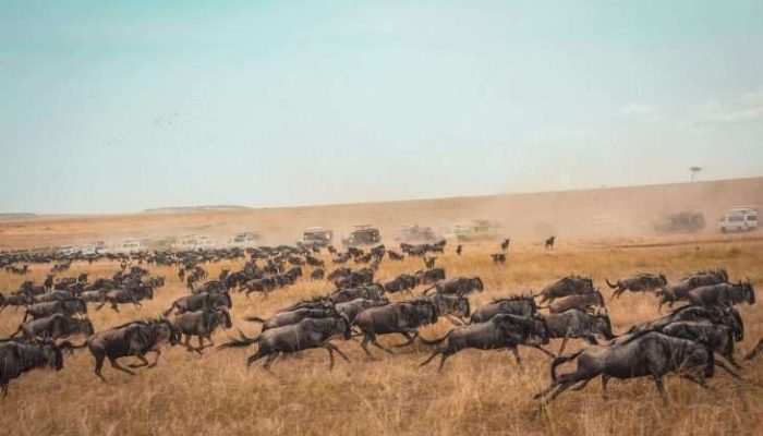Masai Mara National Park Kenya safaris 3 scaled