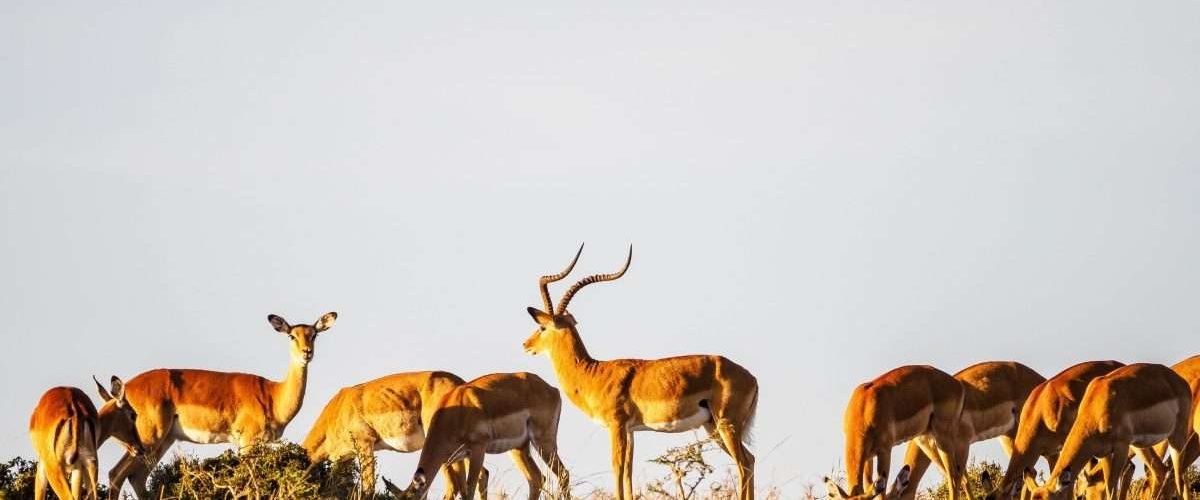 Masai Mara National Reserve wildlife safaris Aether safari collection 17 scaled