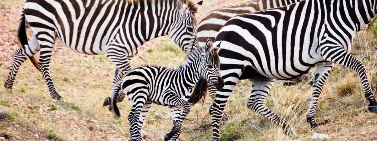 Masai Mara National Reserve wildlife safaris Aether safari collection 2 scaled