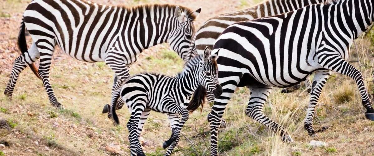 Masai Mara National Reserve wildlife safaris Aether safari collection 2 scaled