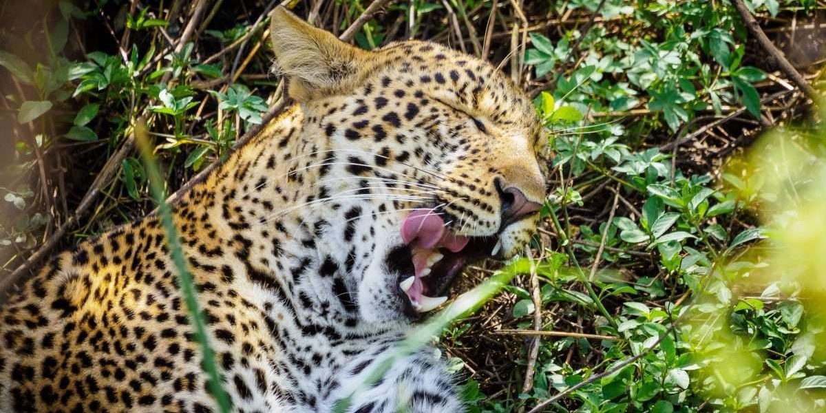Masai Mara wildlife safaris Aether safari collection 1 scaled