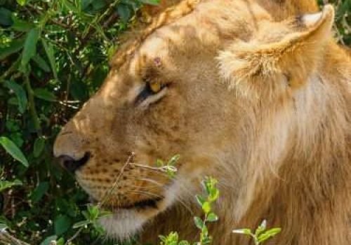 Masai Mara wildlife safaris Aether safari collection 11