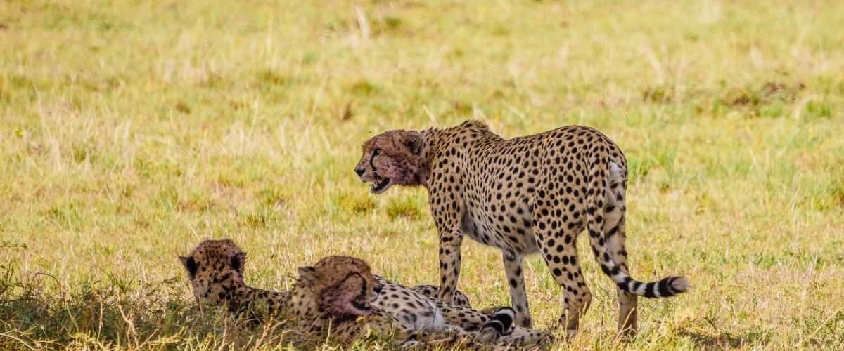 Masai Mara wildlife safaris Aether safari collection 22 scaled