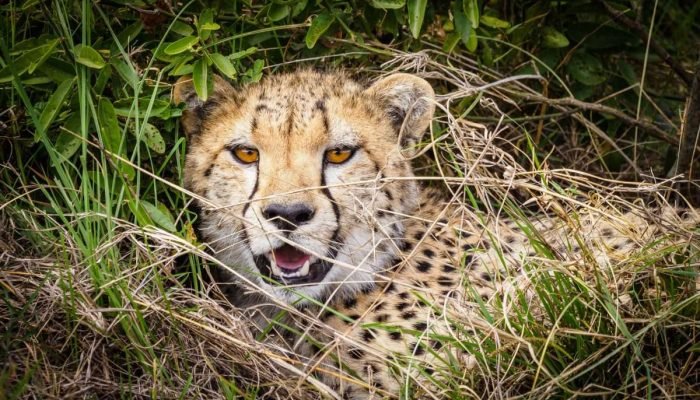 Masai National Reserve wildlife safaris with Aether safari collection