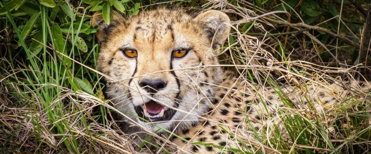 Masai National Reserve wildlife safaris with Aether safari collection