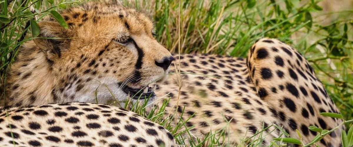 Masai National Reserve wildlife safaris Aether safari collection 7 scaled
