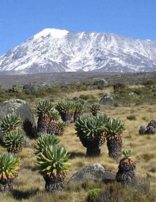 Mount Kilimanjaro climbing adventure tours forest Aether safari collection