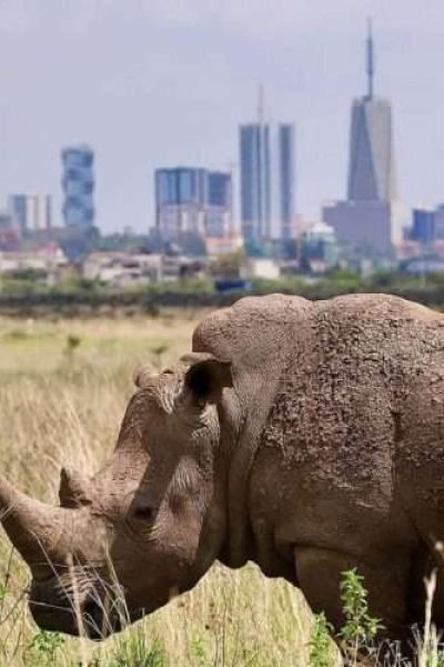 Nairobi National Park day excursions