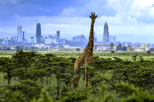 Nairobi National Park from Website