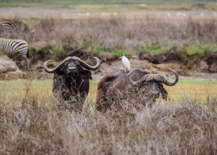 Ngorongoro Conservation Area Tanzania Book best Kenya safaris Tanzania safaris and Africa safari holidays with Aether safari collection 114 scaled