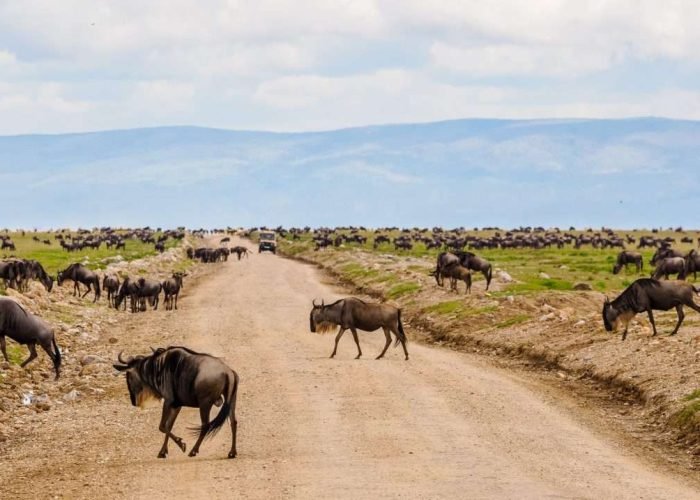 Ngorongoro Conservation Area Tanzania Book best Kenya safaris Tanzania safaris and Africa safari holidays with Aether safari collection 14 scaled