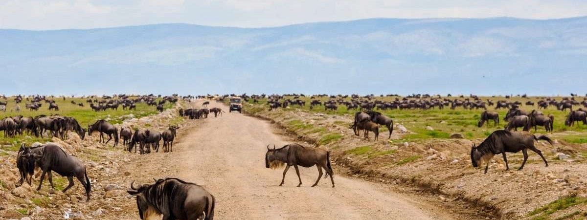 Ngorongoro Conservation Area Tanzania Book best Kenya safaris Tanzania safaris and Africa safari holidays with Aether safari collection 14 scaled