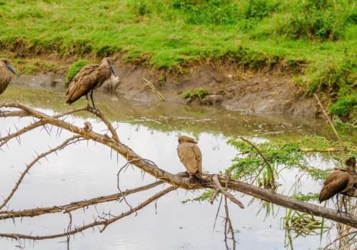 Ngorongoro Conservation Area Tanzania Book best Kenya safaris Tanzania safaris and Africa safari holidays with Aether safari collection 146 scaled