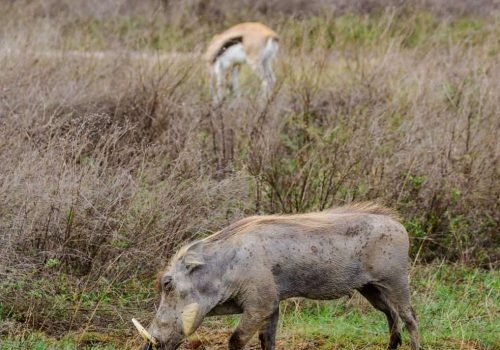 Ngorongoro Conservation Area Tanzania Book best Kenya safaris Tanzania safaris and Africa safari holidays with Aether safari collection 51 scaled