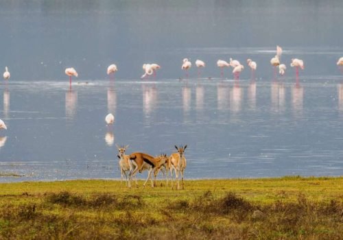 Ngorongoro Conservation Area Tanzania Book best Kenya safaris Tanzania safaris and Africa safari holidays with Aether safari collection 52 scaled