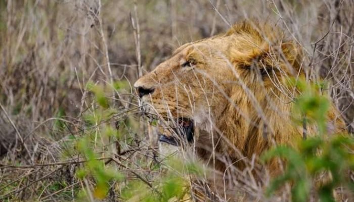 Lion at Ngorongoro Conservation Area Tanzania. Book best Kenya safaris, Tanzania safaris and Africa safari holidays with Aether safari collection