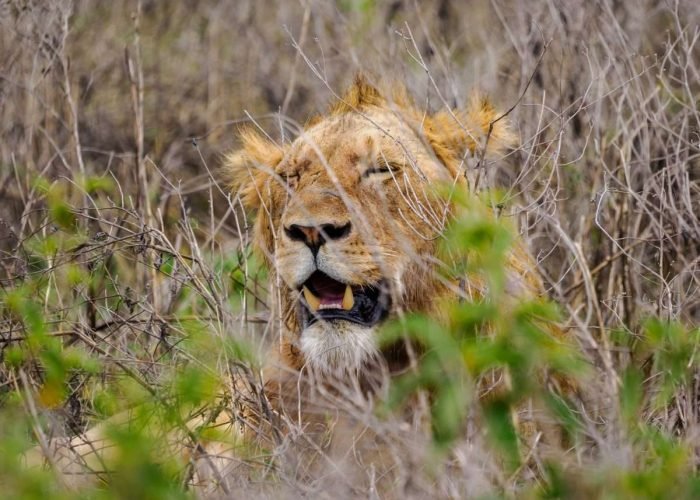 Ngorongoro Conservation Area Tanzania Book best Kenya safaris Tanzania safaris and Africa safari holidays with Aether safari collection 76 scaled