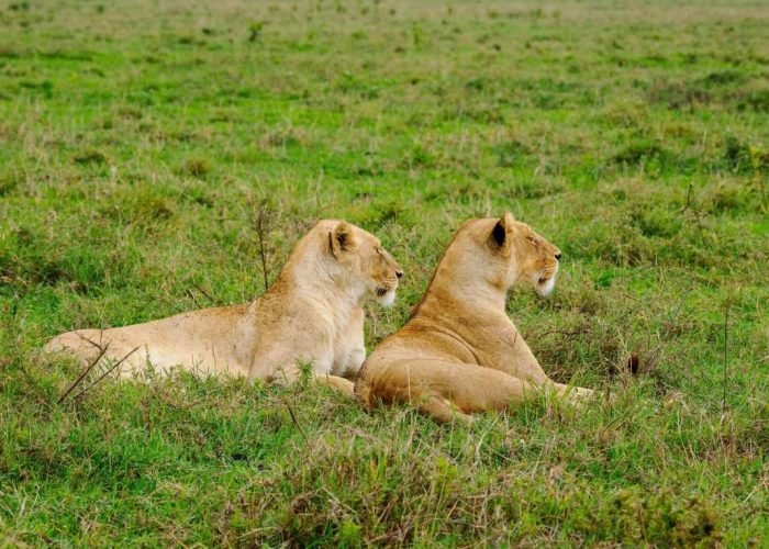 Aether safari collection is an African safari tour operator in Kenya that offers tailor-made, affordable & immersive safari experiences across East Africa. Book affordable East Africa 4x4 wildlife safari holidays in Kenya, Tanzania, Zanzibar, Uganda & Rwanda. With offices in Africa’s safari capital of Nairobi & Diani beach, we offer mid-range, luxury & superior luxury safaris starting from Nairobi, Diani beach, Mombasa, Malindi, Watamu and Arusha town.