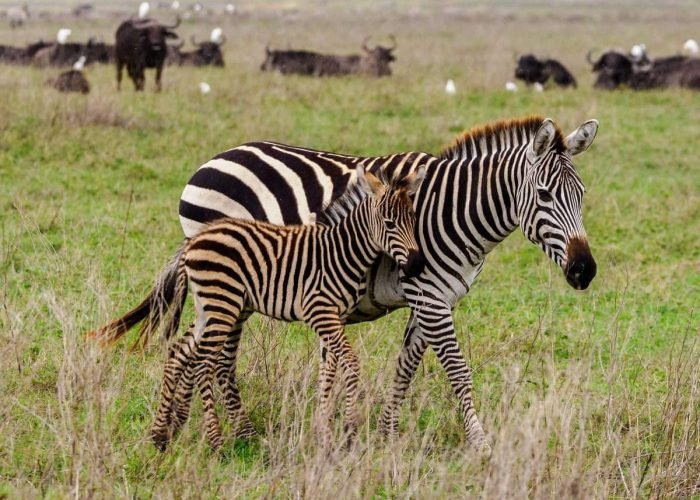 Ngorongoro Conservation Area Tanzania Book best Kenya safaris Tanzania safaris and Africa safari holidays with Aether safari collection 92 scaled