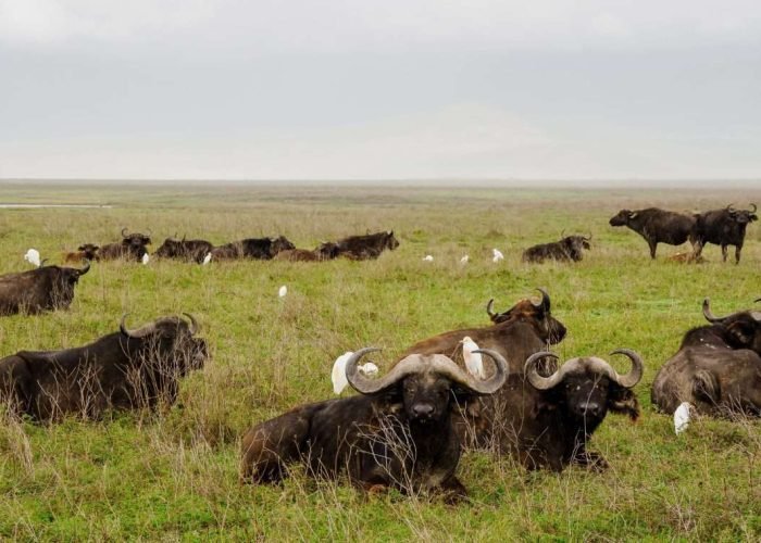 Ngorongoro Conservation Area Tanzania Book best Kenya safaris Tanzania safaris and Africa safari holidays with Aether safari collection 93 scaled